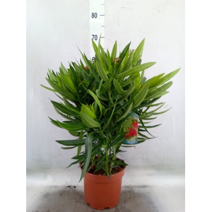 Nerium oleander   ...