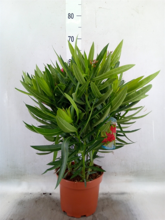 <h4>Nerium oleander   ...</h4>