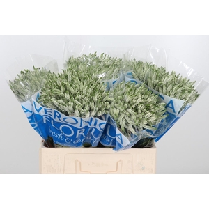 Veron Smart Wave Spray