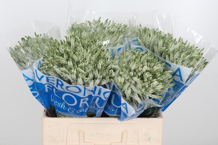 <h4>Veron Smart Wave Spray</h4>