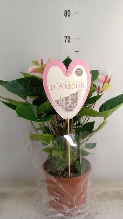 <h4>Anthurium  'Summer Love Imp'</h4>