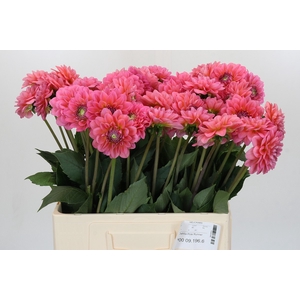 Dahlia Pink Runner