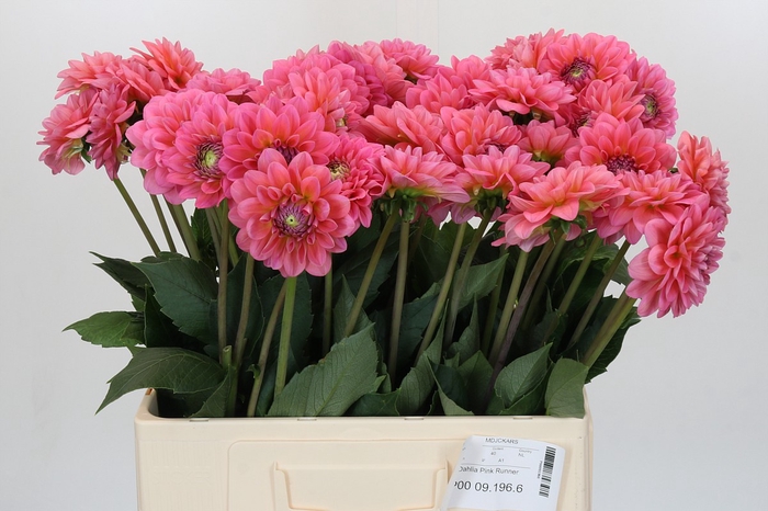 <h4>Dahlia Pink Runner</h4>