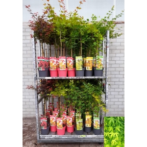 ACER PALMATUM