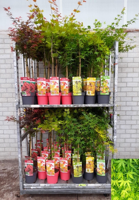 <h4>ACER PALMATUM</h4>