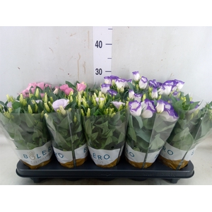 Eustoma russ. DU 'Bolero'   ...mix
