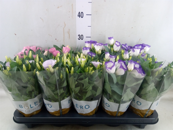 <h4>Eustoma russ. DU 'Bolero'   ...mix</h4>