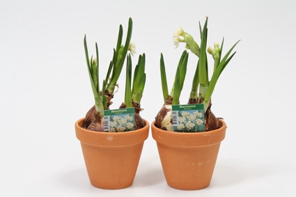 <h4>NARCISSUS TAZETTA P12 ERLISHEER STENEN POT</h4>