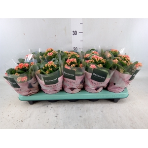 Kalanchoe blos. 'Serenity Coral'