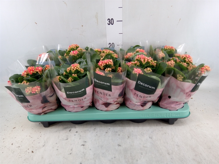 <h4>Kalanchoe blos. 'Serenity Coral'</h4>