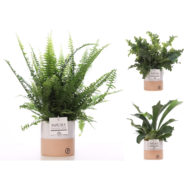 <h4>Varens gemengd in P&PURE Rosy ceramics</h4>