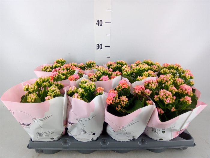 <h4>Kalanchoe   ...</h4>