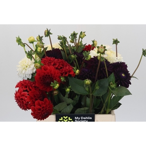 Dahlia Gemengd in fust