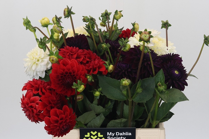 Dahlia Gemengd in fust