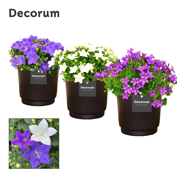 <h4>Campanula Mix Pure Liv Decorum</h4>