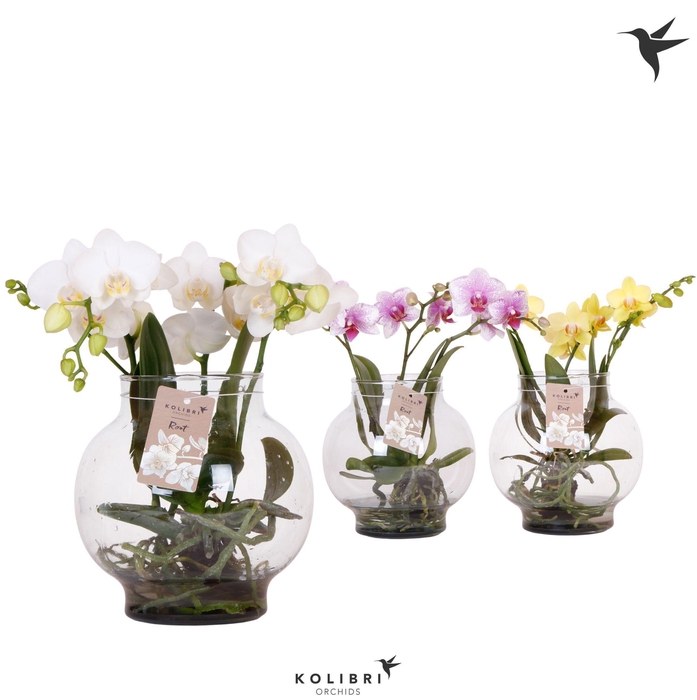 <h4>Phalaenopsis Roots mix in glas bowl transparant</h4>
