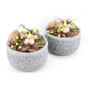 arr4 Hyacint PL - Ker. barok grijs 401/2