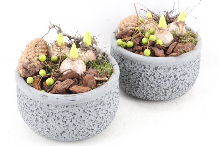 arr4 Hyacint PL - Ker. barok grijs 401/2