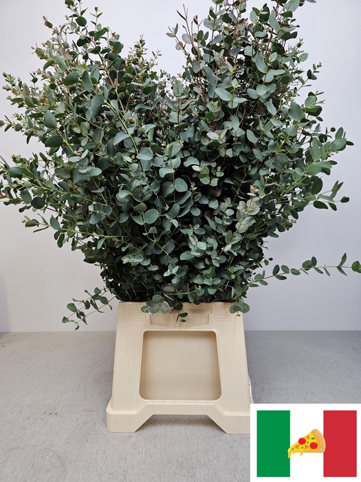 <h4>EUC GUNNII PB</h4>