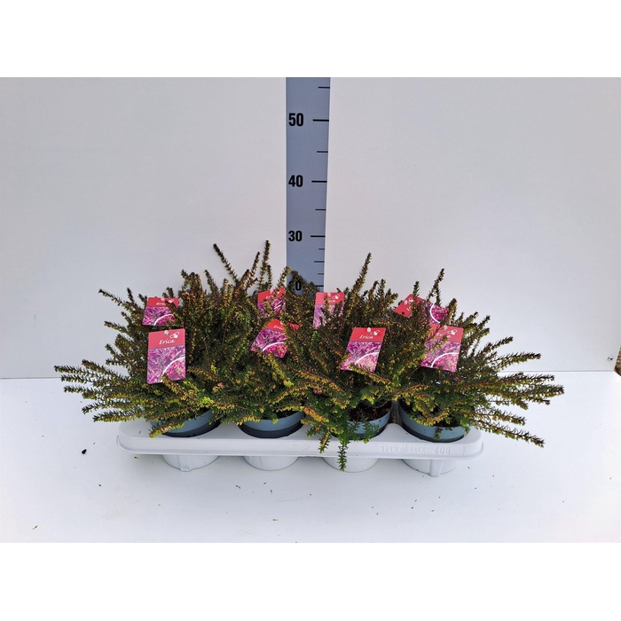 <h4>Erica darley. 'Kramer's Rote'</h4>
