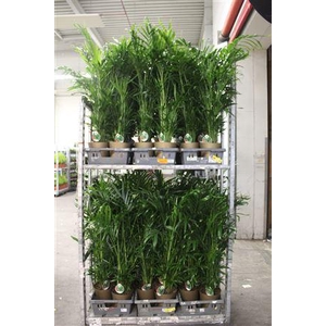 ** Chamaed Cataractarum 30pp * Winter Promo *&