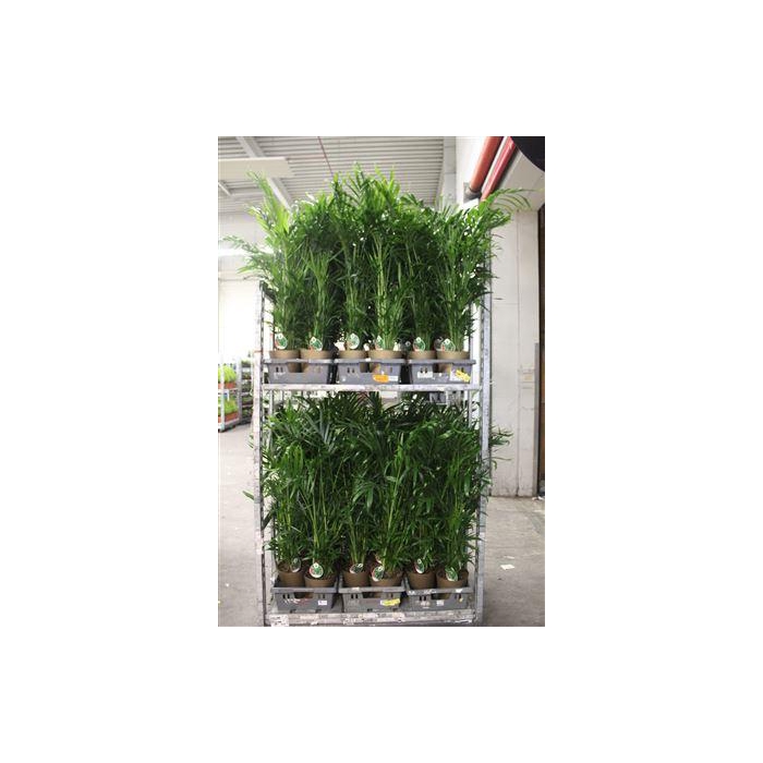 <h4>** Chamaed Cataractarum 30pp * Winter Promo *&</h4>