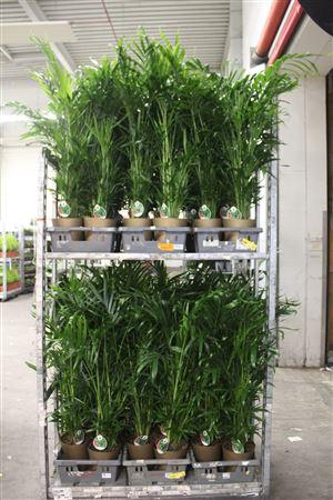 ** Chamaed Cataractarum 30pp * Winter Promo *&