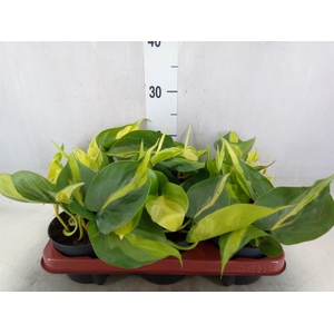 Philodendron scand. 'Brasil'