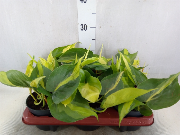 <h4>Philodendron scand. 'Brasil'</h4>