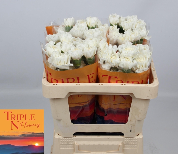 <h4>DI ST MONT BLANC</h4>