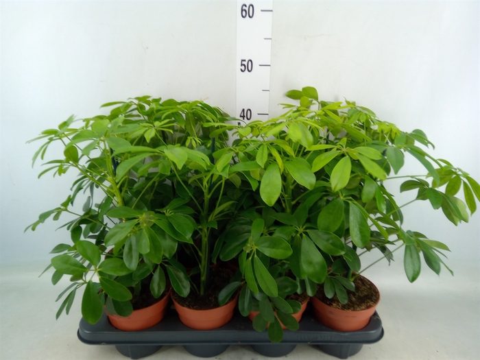 <h4>Schefflera arbor. 'Nora'</h4>