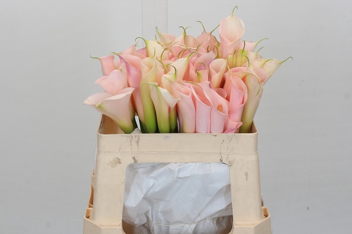<h4>Zantedeschia Eydolls Salmon</h4>