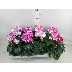 Cyclamen MD 'Indiaka'