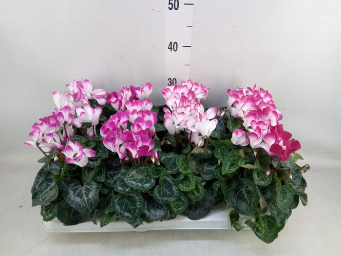 <h4>Cyclamen MD 'Indiaka'</h4>