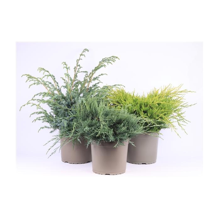 <h4>Juniperus gemengde bak</h4>