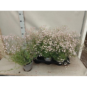 GYPS R ROSA SCHONHEI