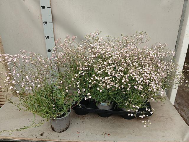 <h4>GYPS R ROSA SCHONHEI</h4>