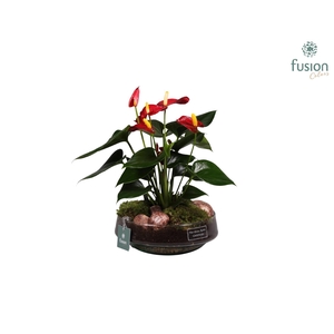 Green Bottle Iris met anthurium