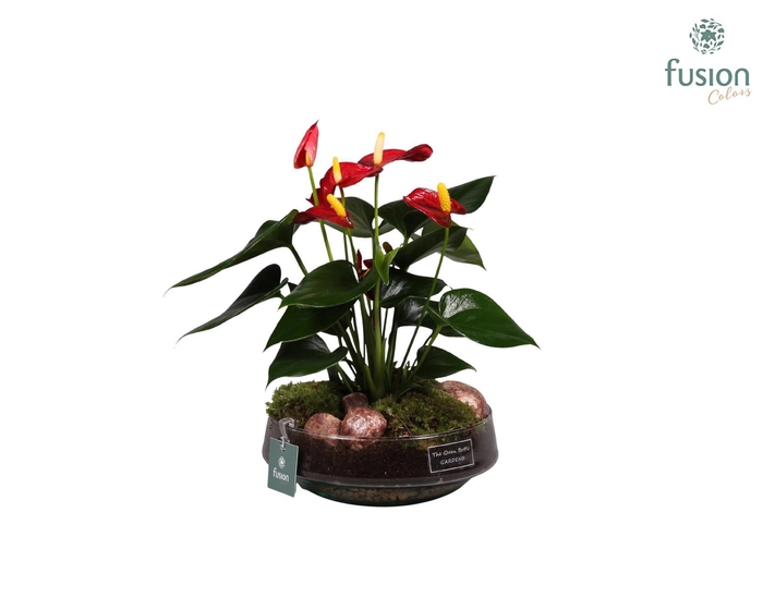 <h4>Green Bottle Iris met anthurium</h4>