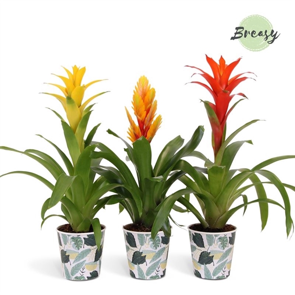 <h4>Bromelia variés</h4>