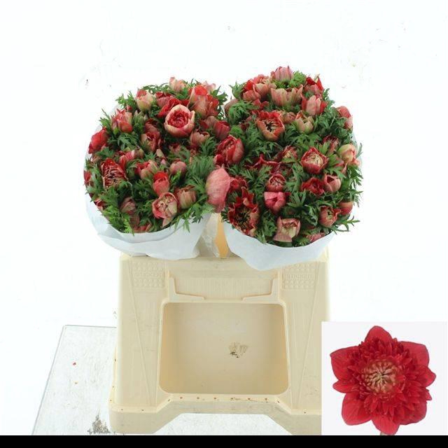 <h4>ANEM CO FSTAR GL RED SUPER</h4>