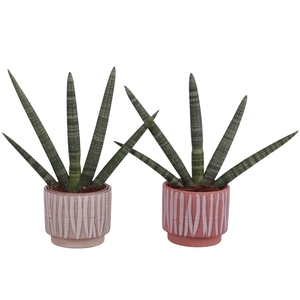 Sansevieria Cylindrica Handshake in Ø14cm Ceramic NT667
