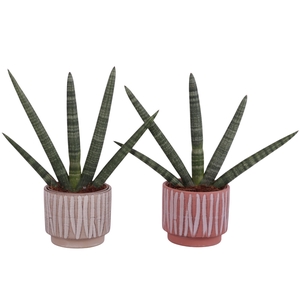 Sansevieria Cylindrica Handshake in Ø14cm Ceramic NT667