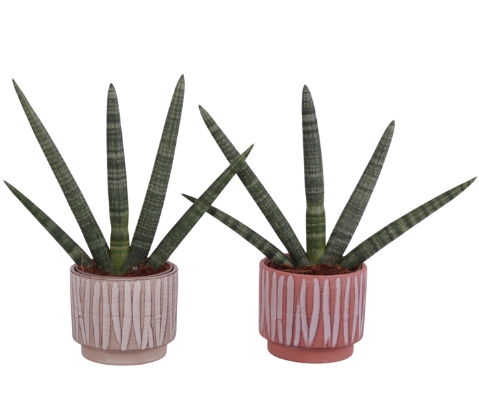 <h4>Sansevieria Cylindrica Handshake in Ø14cm Ceramic NT667</h4>