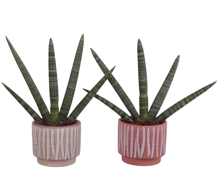 <h4>Sansevieria Cylindrica Handshake in Ø14cm Ceramic NT667</h4>