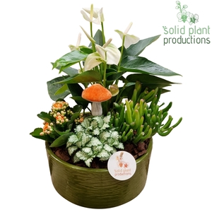 AT004 Stella Green Orange