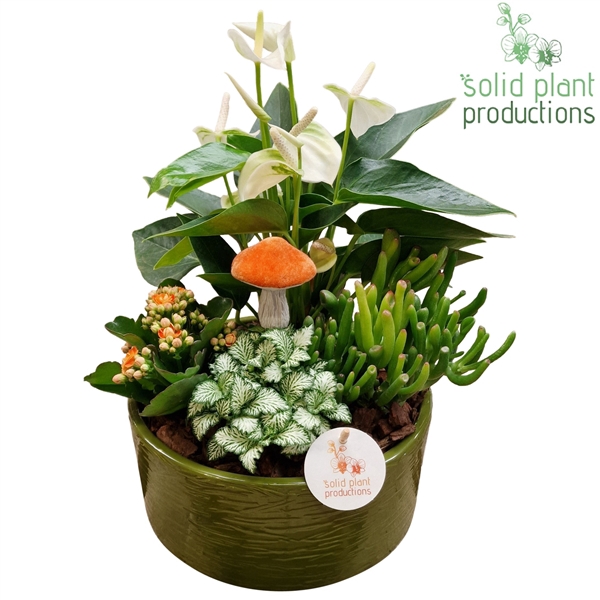 <h4>AT004 Stella Green Orange</h4>