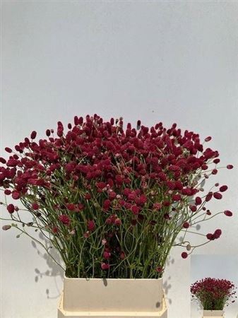 <h4>Sanguisorba Of Arnhem</h4>