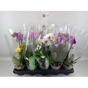 Phalaenopsis multi. ...mix 3