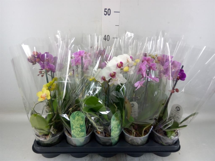 <h4>Phalaenopsis multi.   ...mix  3</h4>
